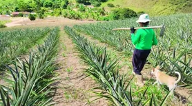 Aprovação de projeto que amplia renegociação de dívidas rurais dá novo fôlego aos produtores