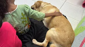 Cão terapeuta acalma crianças vítimas de violência antes de depoimentos