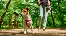 Cinco cuidados que você deve tomar ao levar seu cachorro para fazer trilha