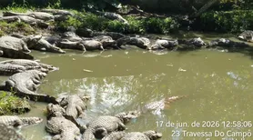Criadouro de Jacarés acumula multas milionárias e mais de mil animais