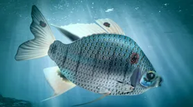 Fóssil de peixe pré-histórico é descoberto em São Miguel dos Campos