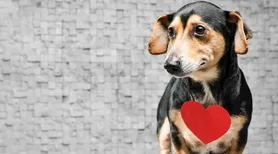 Junho Vermelho: doação de sangue entre pets tem baixa visibilidade