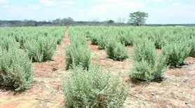 Microrganismos raros viabilizam cultivo de milho em solos afetados por excesso de sal