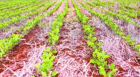 Projeto de rotação entre cana-de-açúcar e soja na entressafra avança em AL