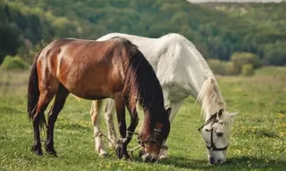 Cavalos respondem ao que sentimos? Estudos avaliam essa relação