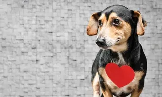 Junho Vermelho: doação de sangue entre pets tem baixa visibilidade