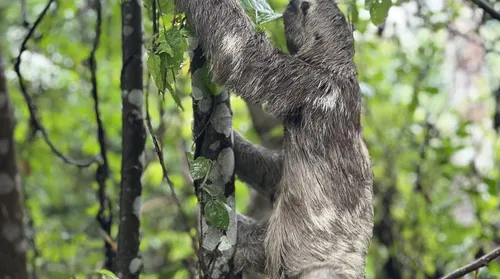 Animais resgatados do tráfico e de cativeiros ilegais voltam à natureza em Alagoas - Imagem