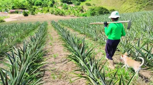 Aprovação de projeto que amplia renegociação de dívidas rurais dá novo fôlego aos produtores - Imagem
