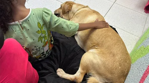 Cão terapeuta acalma crianças vítimas de violência antes de depoimentos - Imagem