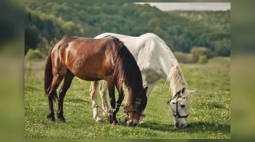 Cavalos respondem ao que sentimos? Estudos avaliam essa relação - Imagem