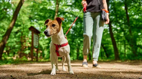 Cinco cuidados que você deve tomar ao levar seu cachorro para fazer trilha - Imagem