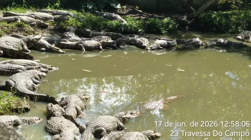 Criadouro de Jacarés acumula multas milionárias e mais de mil animais - Imagem