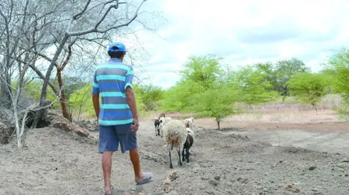 El Niño deve provocar escassez de chuvas em Alagoas - Imagem