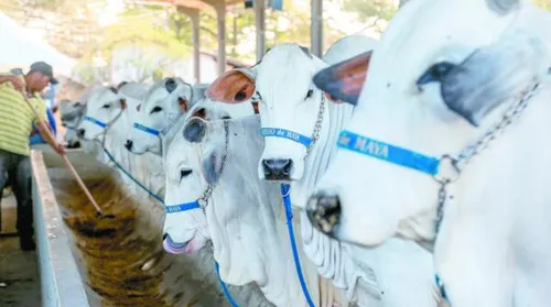 Expoalagoas Genética reforça protagonismo da pecuária alagoana - Imagem