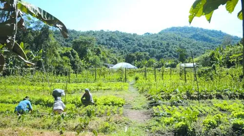 Fazenda estuda fundo garantidor para renegociação de dívidas rurais - Imagem