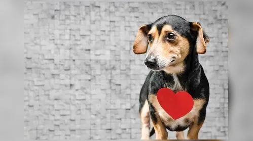 Junho Vermelho: doação de sangue entre pets tem baixa visibilidade - Imagem
