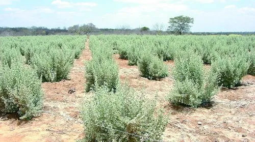 Microrganismos raros viabilizam cultivo de milho em solos afetados por excesso de sal - Imagem