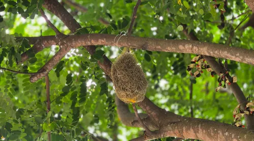 Parceria entre Arapiraca e USP usa plantas como bioindicadores de poluição - Imagem
