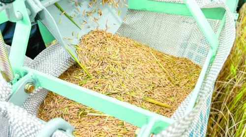 Produção de arroz no Baixo São Francisco alagoano cresce 41% em três anos - Imagem