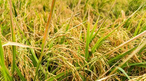 Produção de arroz no Baixo São Francisco de AL cresce 41% - Imagem