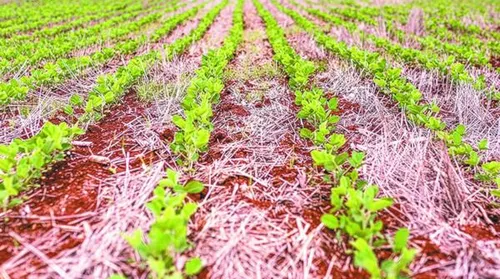 Projeto de rotação entre cana-de-açúcar e soja na entressafra avança em AL - Imagem