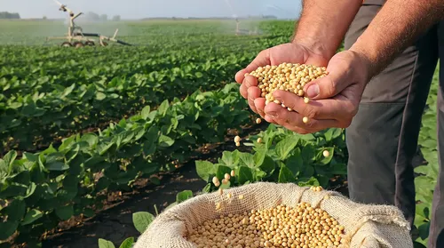 Safra de soja aumenta 40,8% e atinge 11,6 mil toneladas em Alagoas, diz IBGE - Imagem