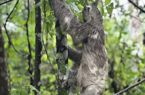 Animais resgatados do tráfico e de cativeiros ilegais voltam à natureza em Alagoas