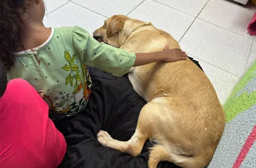 Cão terapeuta acalma crianças vítimas de violência antes de depoimentos