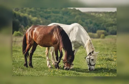 Cavalos respondem ao que sentimos? Estudos avaliam essa relação