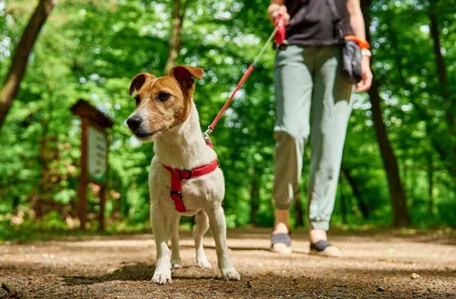 Cinco cuidados que você deve tomar ao levar seu cachorro para fazer trilha