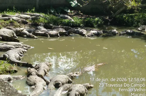 Criadouro de Jacarés acumula multas milionárias e mais de mil animais