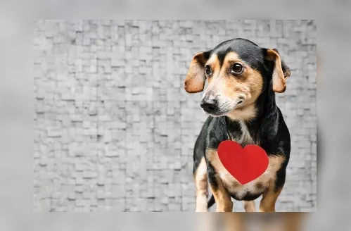 Junho Vermelho: doação de sangue entre pets tem baixa visibilidade