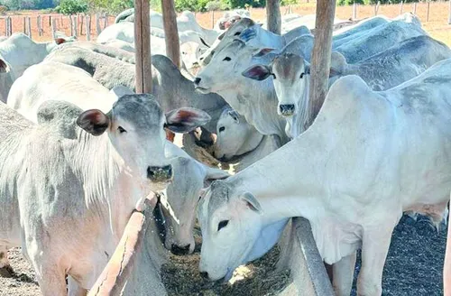 Mapa publica novas regras para uso de antimicrobianos na produção animal