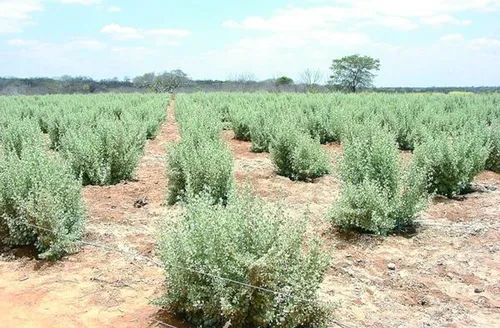 Microrganismos raros viabilizam cultivo de milho em solos afetados por excesso de sal
