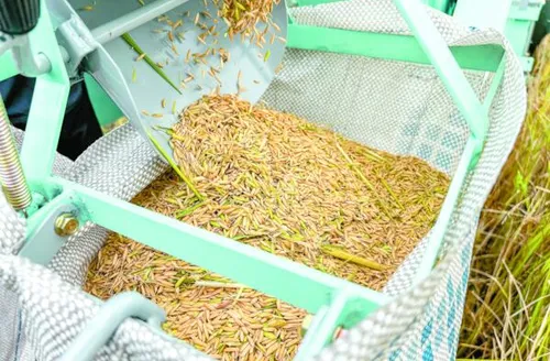 Produção de arroz no Baixo São Francisco alagoano cresce 41% em três anos
