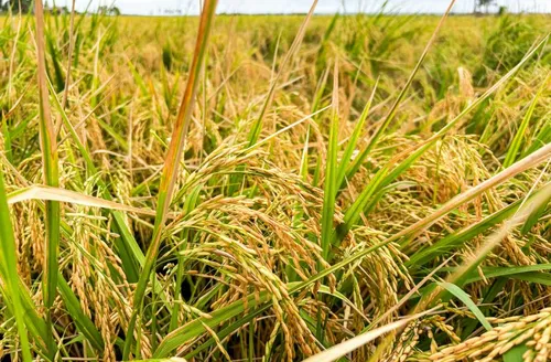 Produção de arroz no Baixo São Francisco de AL cresce 41%