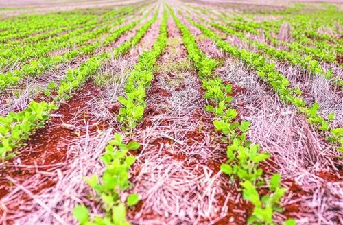 Projeto de rotação entre cana-de-açúcar e soja na entressafra avança em AL