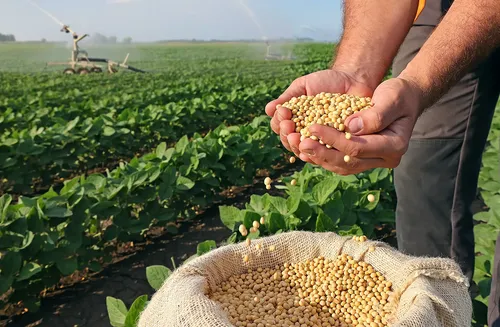 Safra de soja aumenta 40,8% e atinge 11,6 mil toneladas em Alagoas, diz IBGE