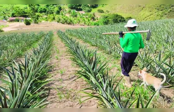 Aprovação de projeto que amplia renegociação de dívidas rurais dá novo fôlego aos produtores