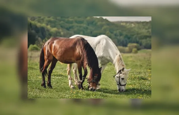 Cavalos respondem ao que sentimos? Estudos avaliam essa relação