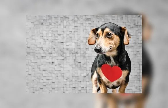 Junho Vermelho: doação de sangue entre pets tem baixa visibilidade