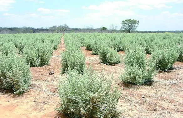Microrganismos raros viabilizam cultivo de milho em solos afetados por excesso de sal