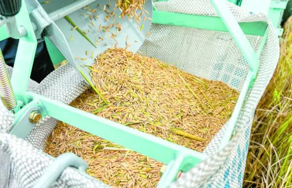 Produção de arroz no Baixo São Francisco alagoano cresce 41% em três anos