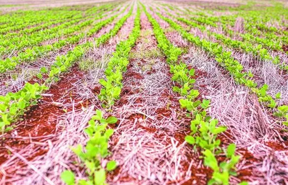 Projeto de rotação entre cana-de-açúcar e soja na entressafra avança em AL