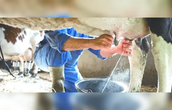Setor leiteiro de Alagoas reage com alta nos preços e novos investimentos