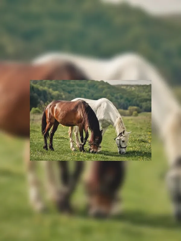 Cavalos respondem ao que sentimos? Estudos avaliam essa relação