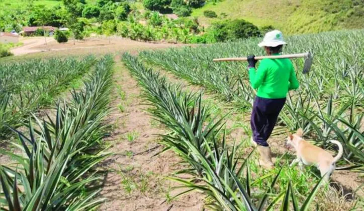 Para os agricultores do Semiárido, as regras preveem o retorno das dívidas aos valores de origem para fins de renegociação, garantindo descontos expressivos conforme a faixa do débito