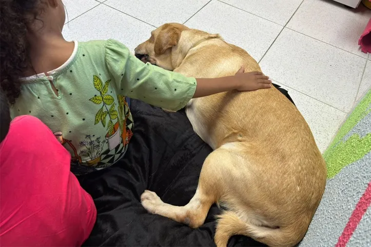 Bela é uma cadela da raça labrador e tem cinco anos