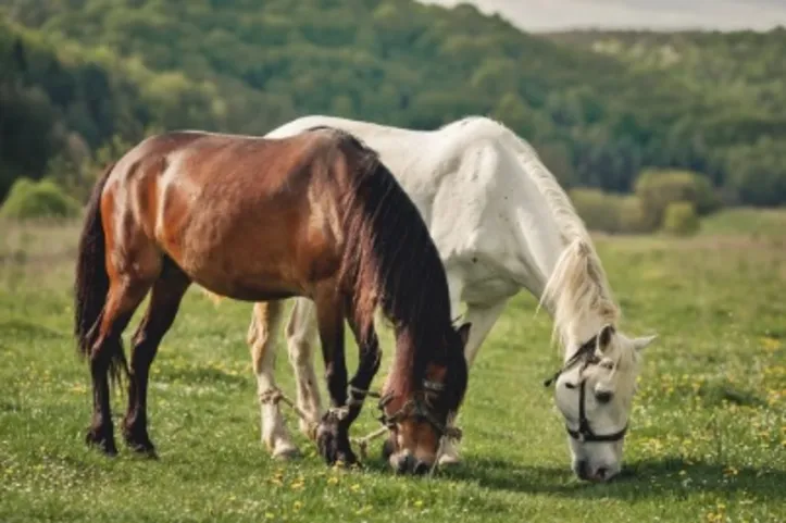Imagem ilustrativa da imagem Cavalos respondem ao que sentimos? Estudos avaliam essa relação