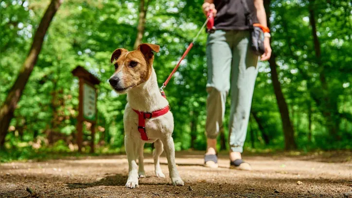 É importante ficar atento antes de levar o pet para uma trilha